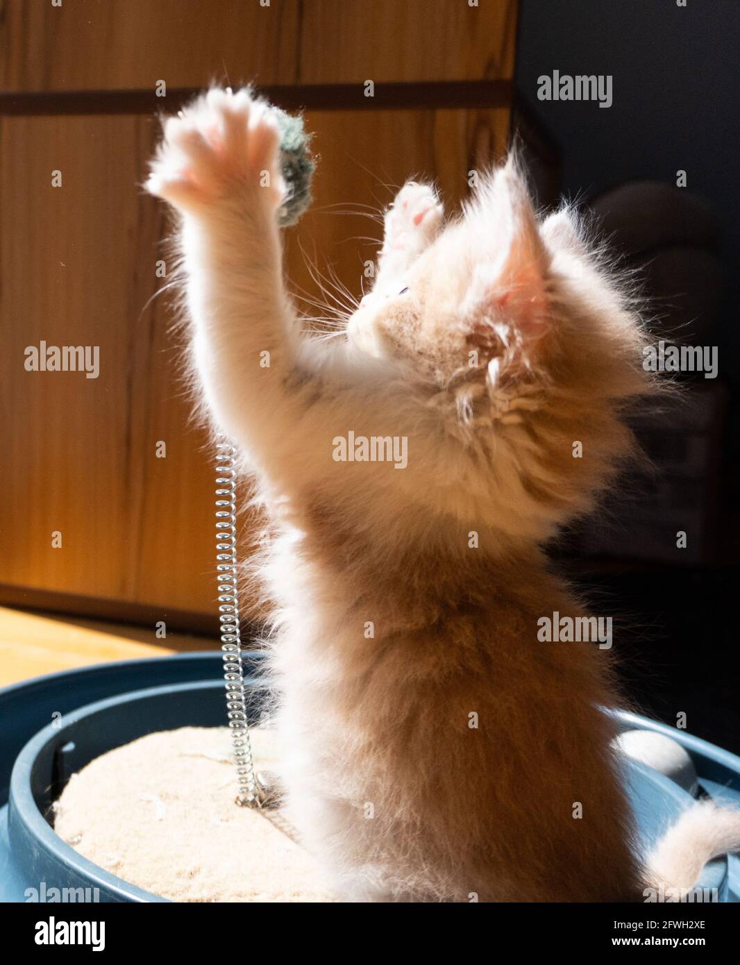 Ein flauschiges, orangefarbenes und weißes Ingwer-Kätzchen spielt Mit einem Spielzeug in der Sonne Stockfoto