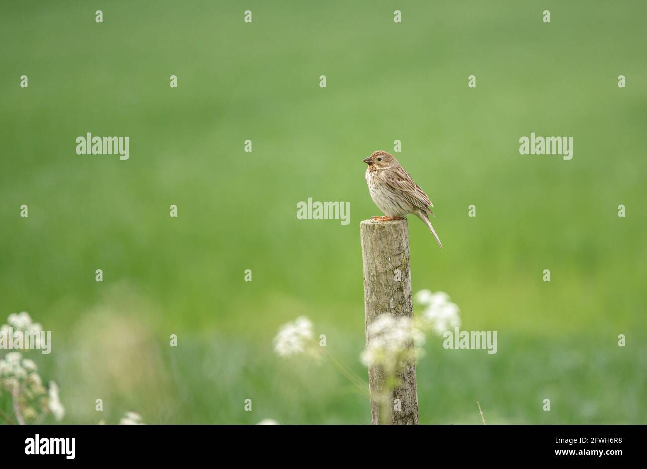 Maiskolben (Emberiza calandra) saß auf einem hölzernen Zaunpfosten Stockfoto