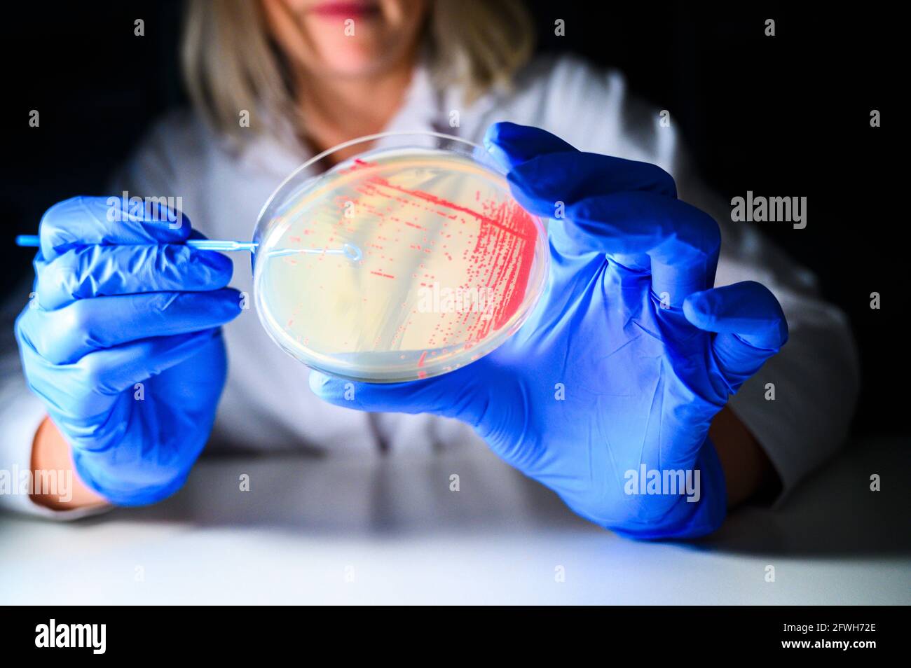 Glückliche weibliche Reasercher Abholung Kolonie einer roten Bakterie Kultur aus Agar-Platte mit blauen Handschuhen in einem Molekül Biologielabor für die iso Stockfoto