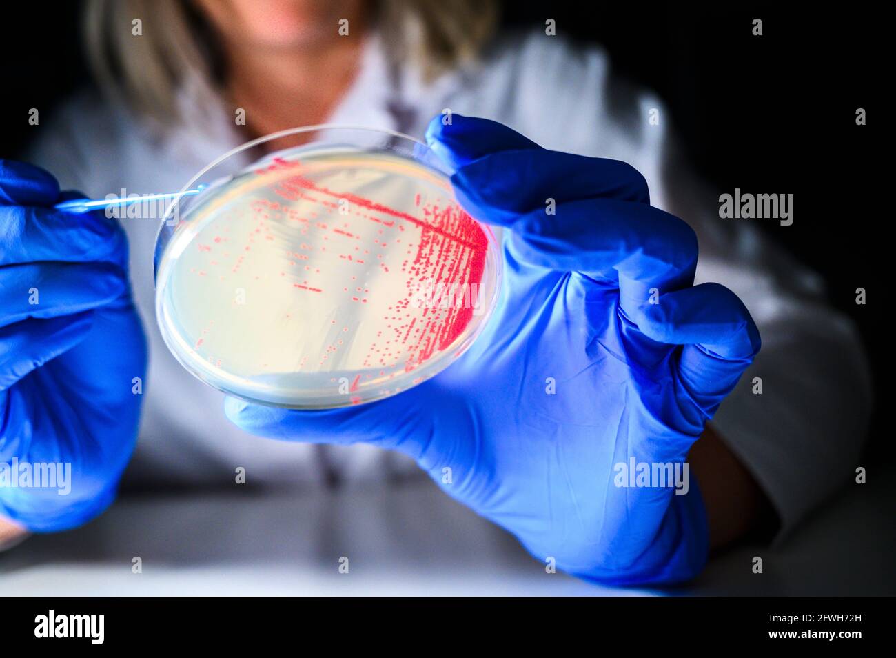 Weibliche Reasercher Abholung Kolonie einer roten Bakterienkultur Aus Agar-Platte mit blauen Handschuhen in einer Molekularbiologie Labor für die Isolierung Stockfoto