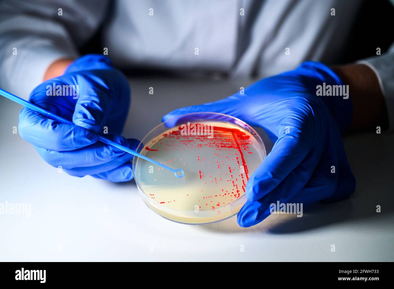 Reasercher nimmt Kolonie einer roten Bakterienkultur ab Agar-Platte mit blauen Handschuhen in einem molekularbiologischen Labor Für die Isolation von dru Stockfoto
