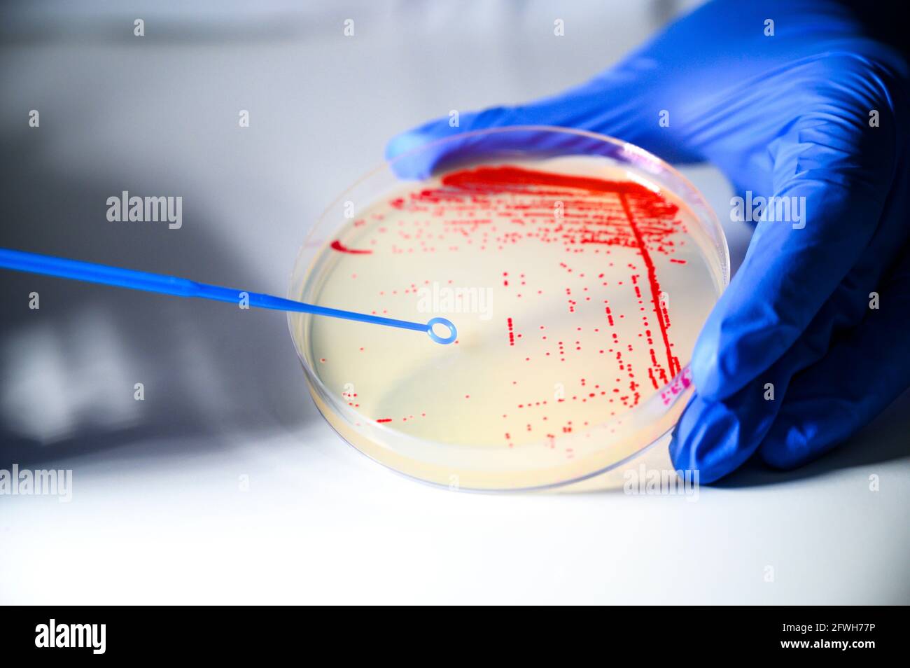 Reasercher nimmt Kolonie einer roten Bakterienkultur ab Agarplatte mit blauem Stick in einem molekularbiologischen Labor Für die Isolierung des Medikaments r Stockfoto