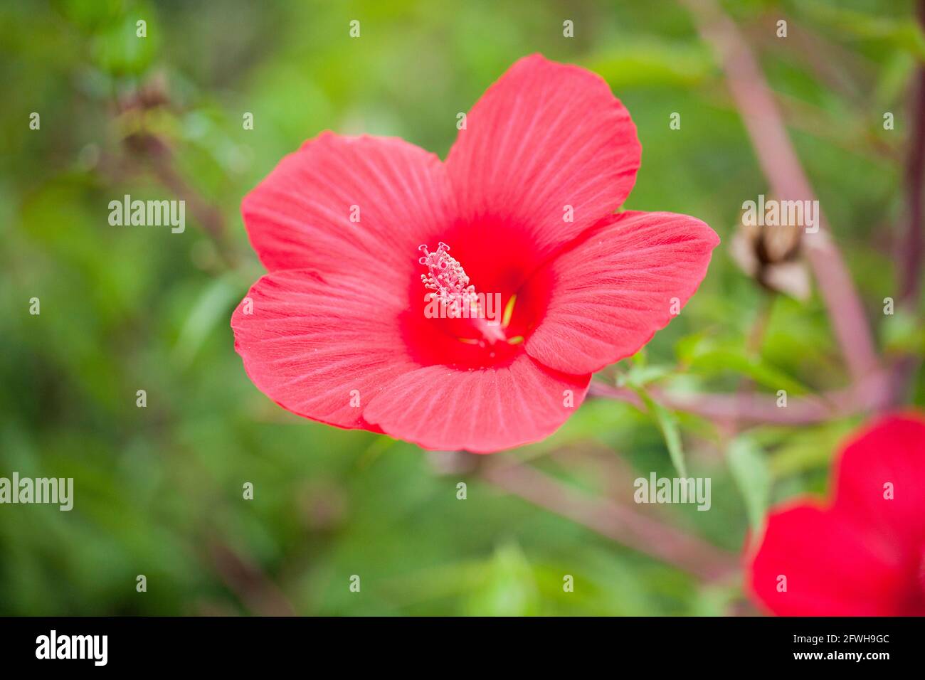 Rote Hibiskusblüte - USA Stockfoto