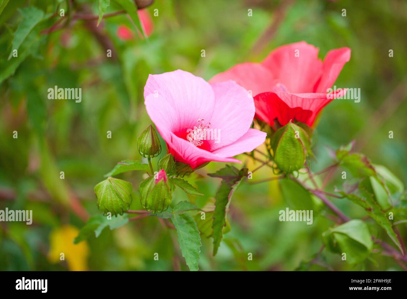 Rote und rosa Hibiskusblüten - USA Stockfoto