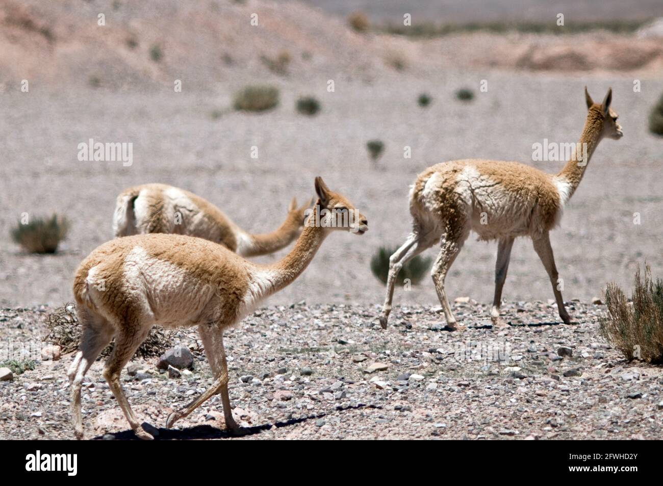 Vicuña (Vicugna) in der Wüste von Nordargentinien, Jujuy Stockfoto