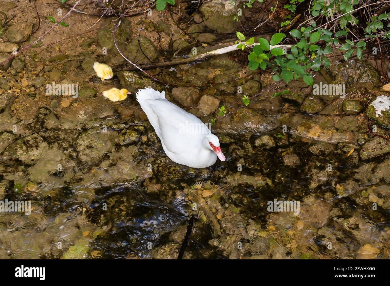Weibchen der Moskauer Ente - Cairina Moschata - schwimmt im Fluss Cerezuelo mit seinen Enten in Cazorla, Jaen, Spanien. Der Fokus liegt im Kopf der Mo Stockfoto