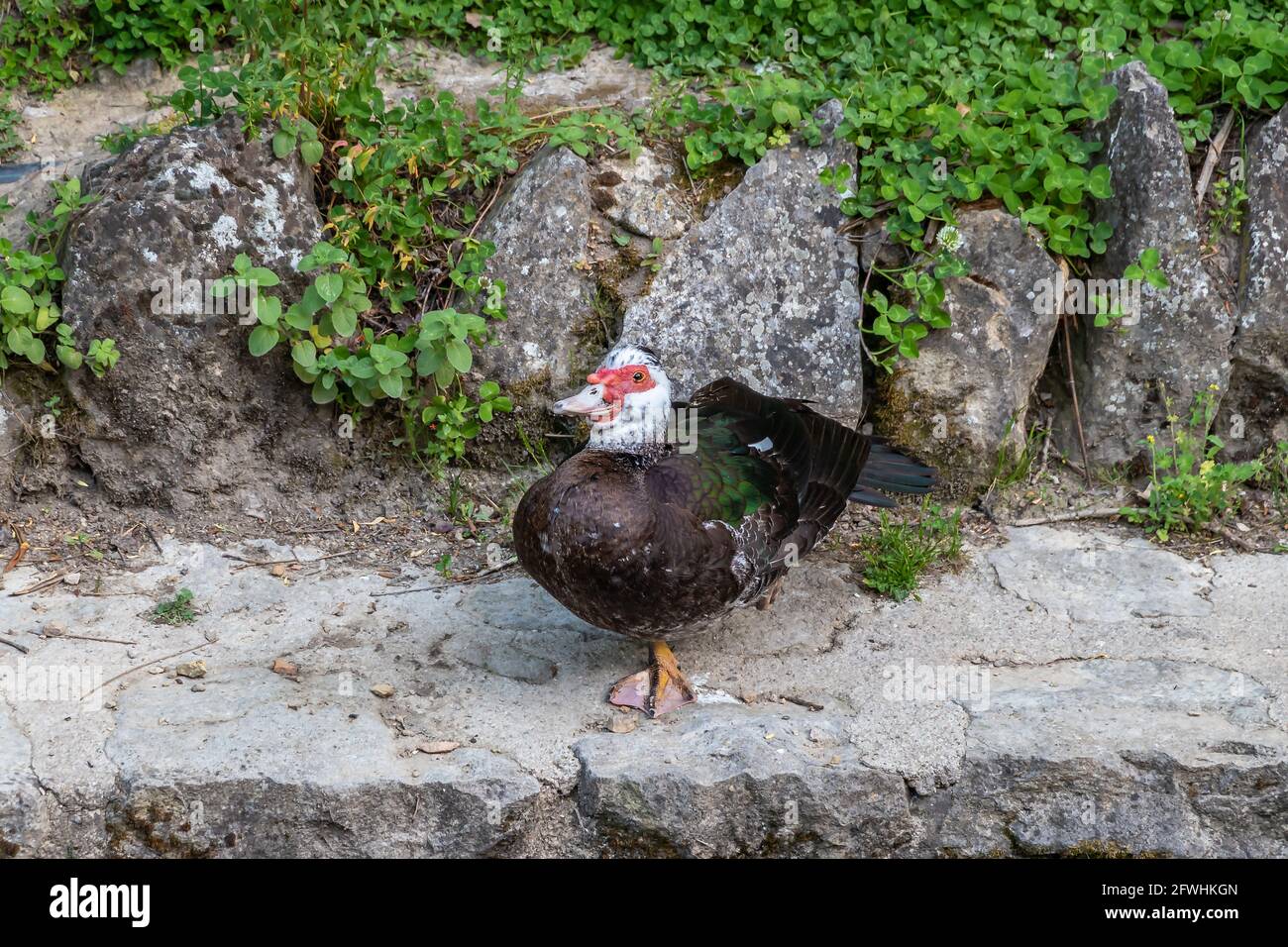 Muscovy Ente, bekannt als Kreolente, Bragado, schwarze Ente oder mute Ente - Cairina Moschata - steht am Rande des Flusses Cerezuelo in Cazorla, Jae Stockfoto