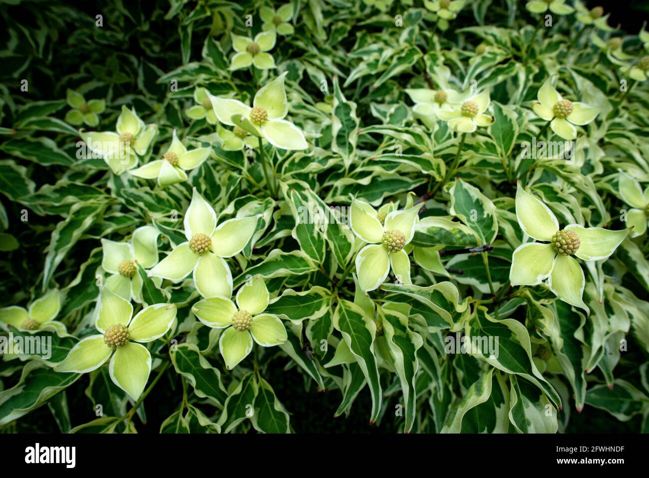 Blumen und Blätter von buntem Kousa-Dogwood-Baum (Cornus kousa).wächst in Zentral-Virginia. Stockfoto
