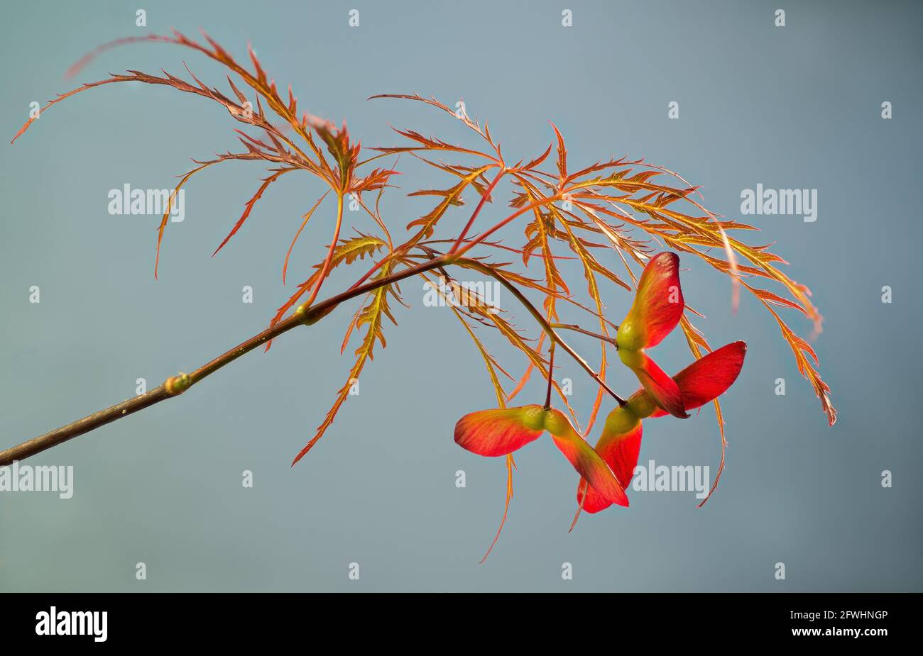 Japanischer Ahorn mit Spitzblatt (Acer palmatum) und drei sich entwickelnden samaras (geflügelte Achenen), von der Sonne gegen einen blauen Himmel hinterleuchtet. Stockfoto