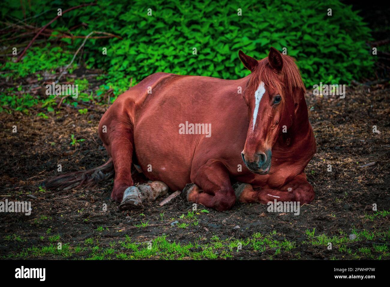 Pferd liegt auf dem Feld Stockfoto