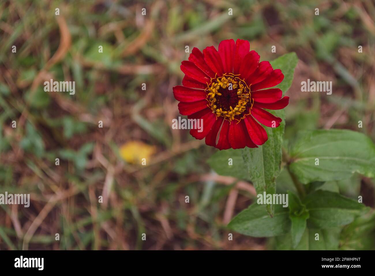 Rote Zinnie ist thermophil - eine frühe Herbstblume. Stockfoto