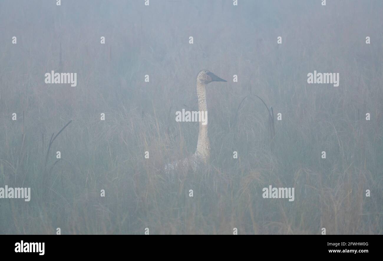 Ein Trompeter-Schwan im hohen Gras bei Crex Meadows in Wisconsin. Stockfoto