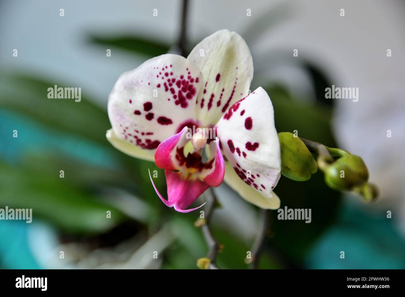 Wei mit violetten Punkten orchid Nahaufnahme Zweig Blume, Phalaenopsis,  wie Motten Orchideen bekannt Stockfotografie - Alamy