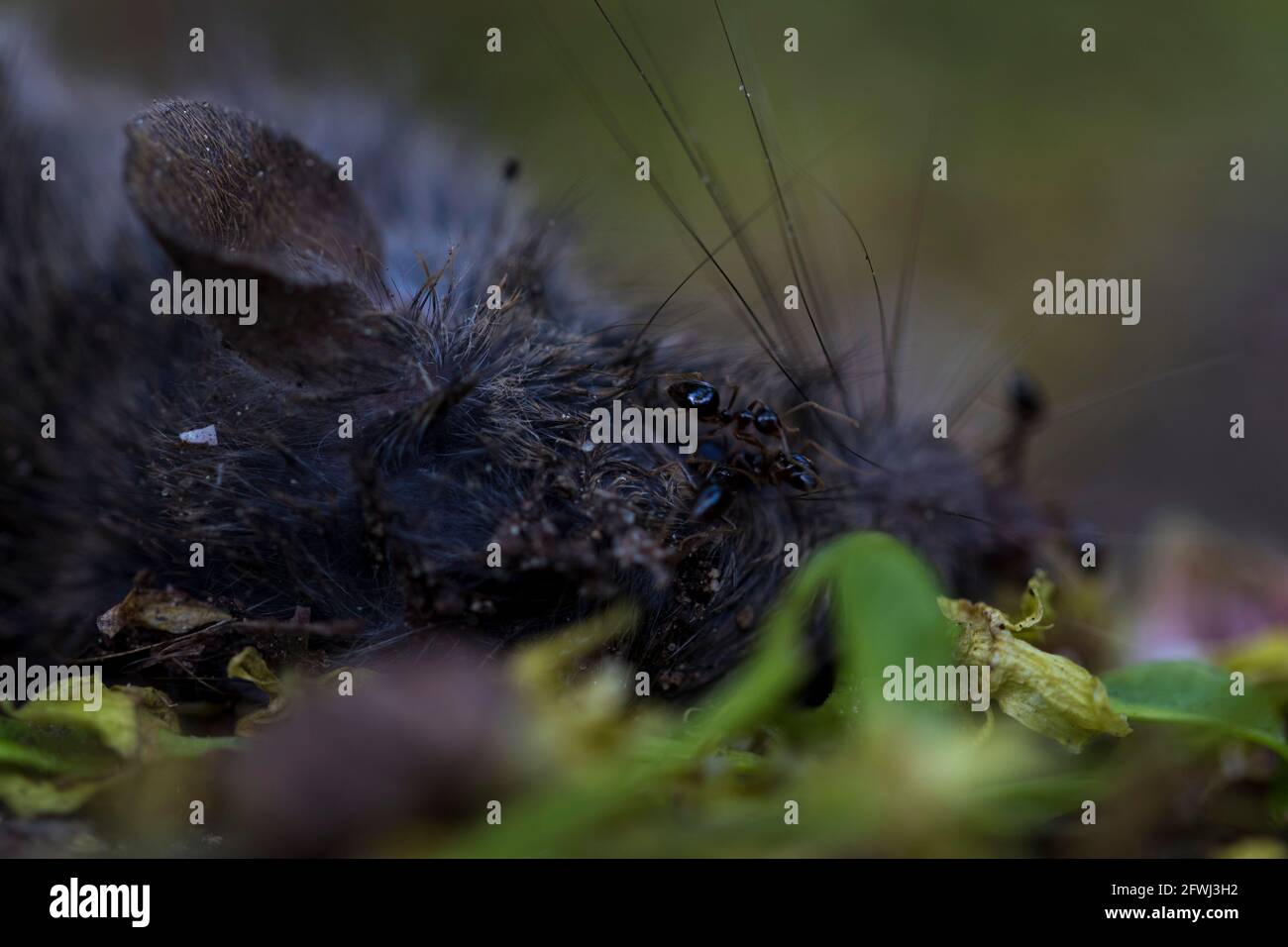 Ameisen legen Eier auf tote Maus aus der Nähe. Ameisenkolonie, die an toten Tieren isst und sich reproduziert. Stockfoto