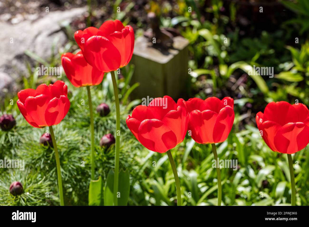 „Roter Kaiser, Madame Lefeber“ Fosteriana Tulip, Kejsartulpan (Tulipa fosteriana) Stockfoto