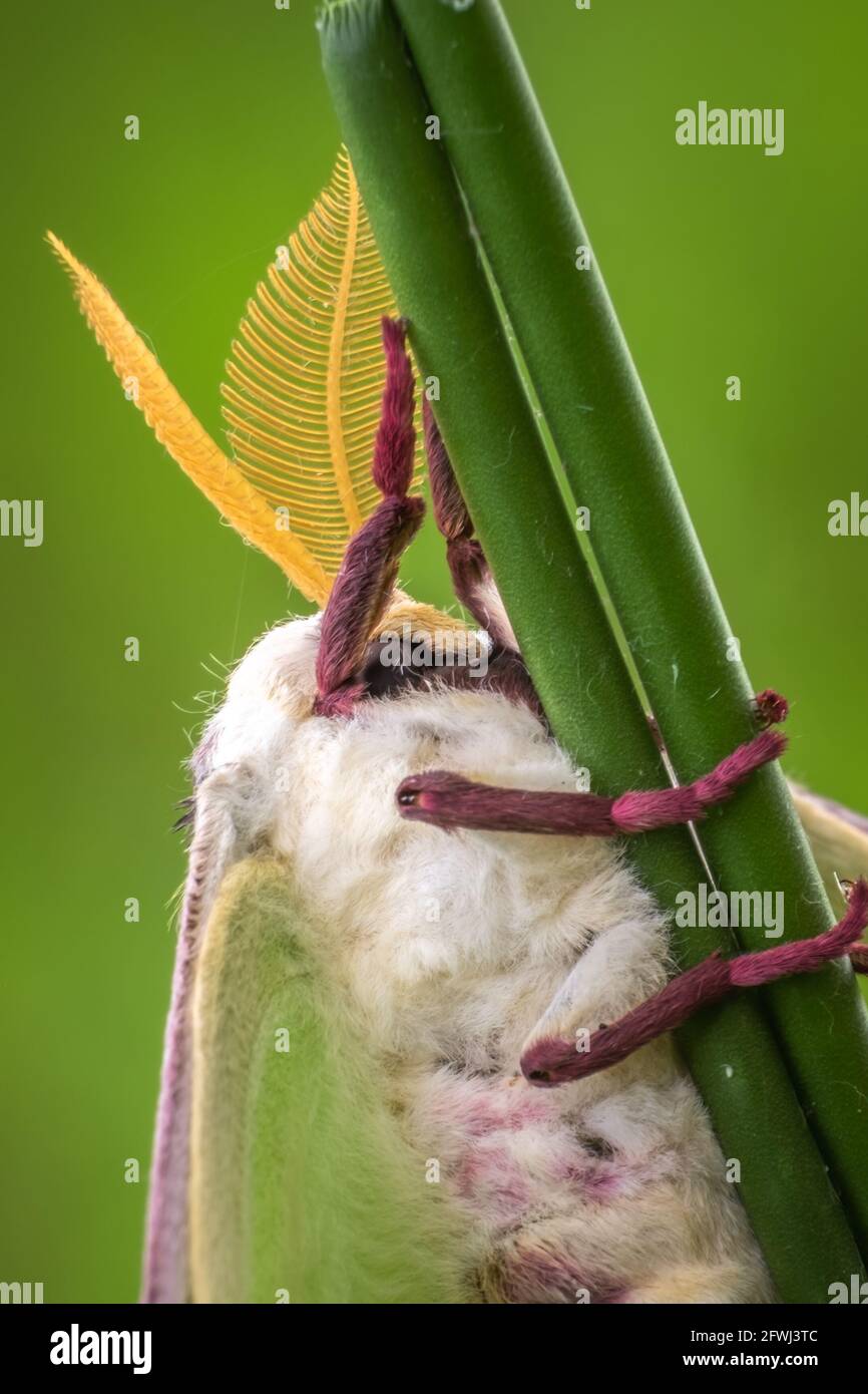 Nahaufnahme einer Luna Moth (ACTIAS luna), die sich an einem Stiel festhält. Raleigh, North Carolina. Stockfoto