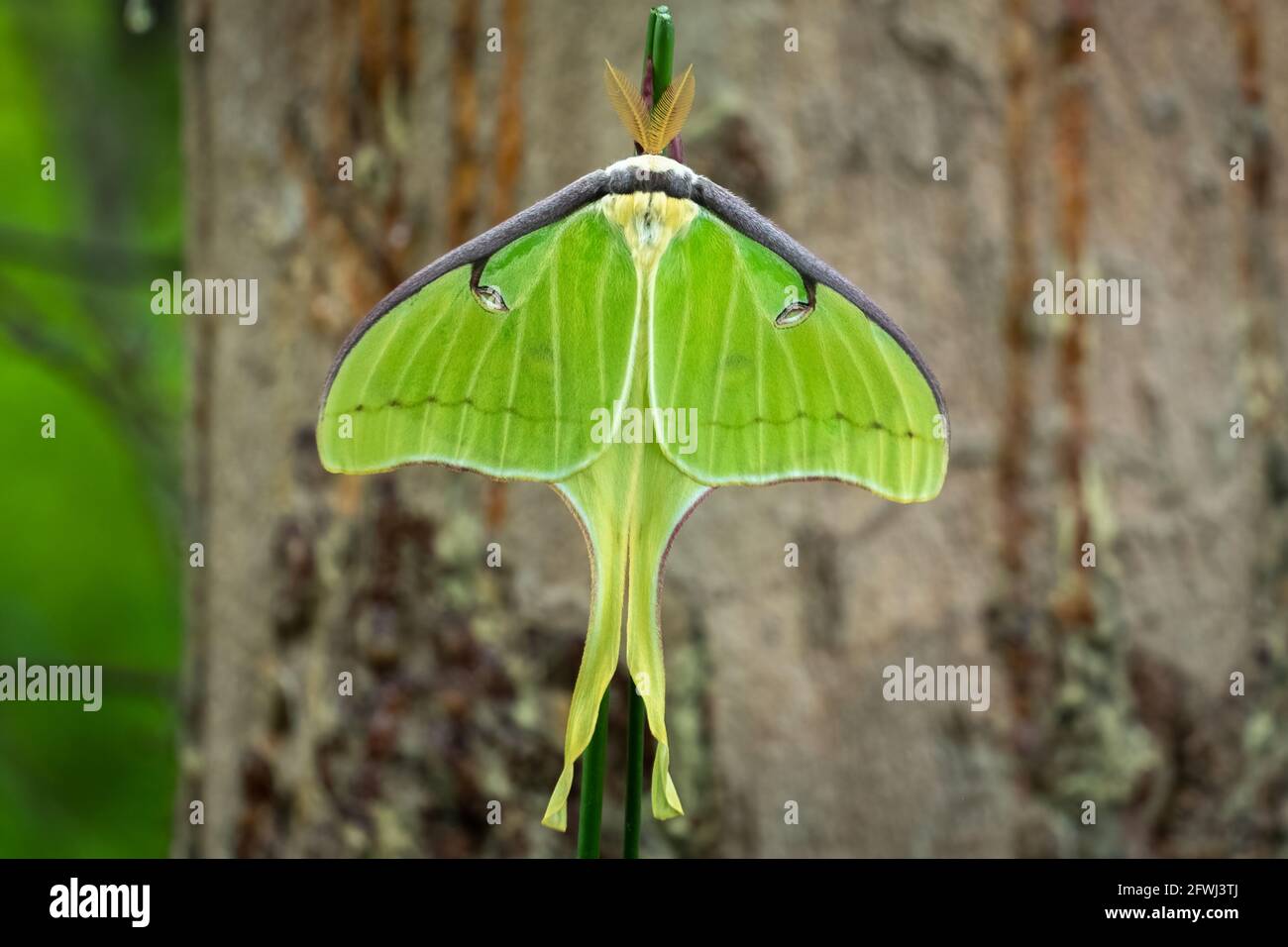 Draufsicht auf eine Luna Moth (ACTIAS luna). Raleigh, North Carolina. Stockfoto