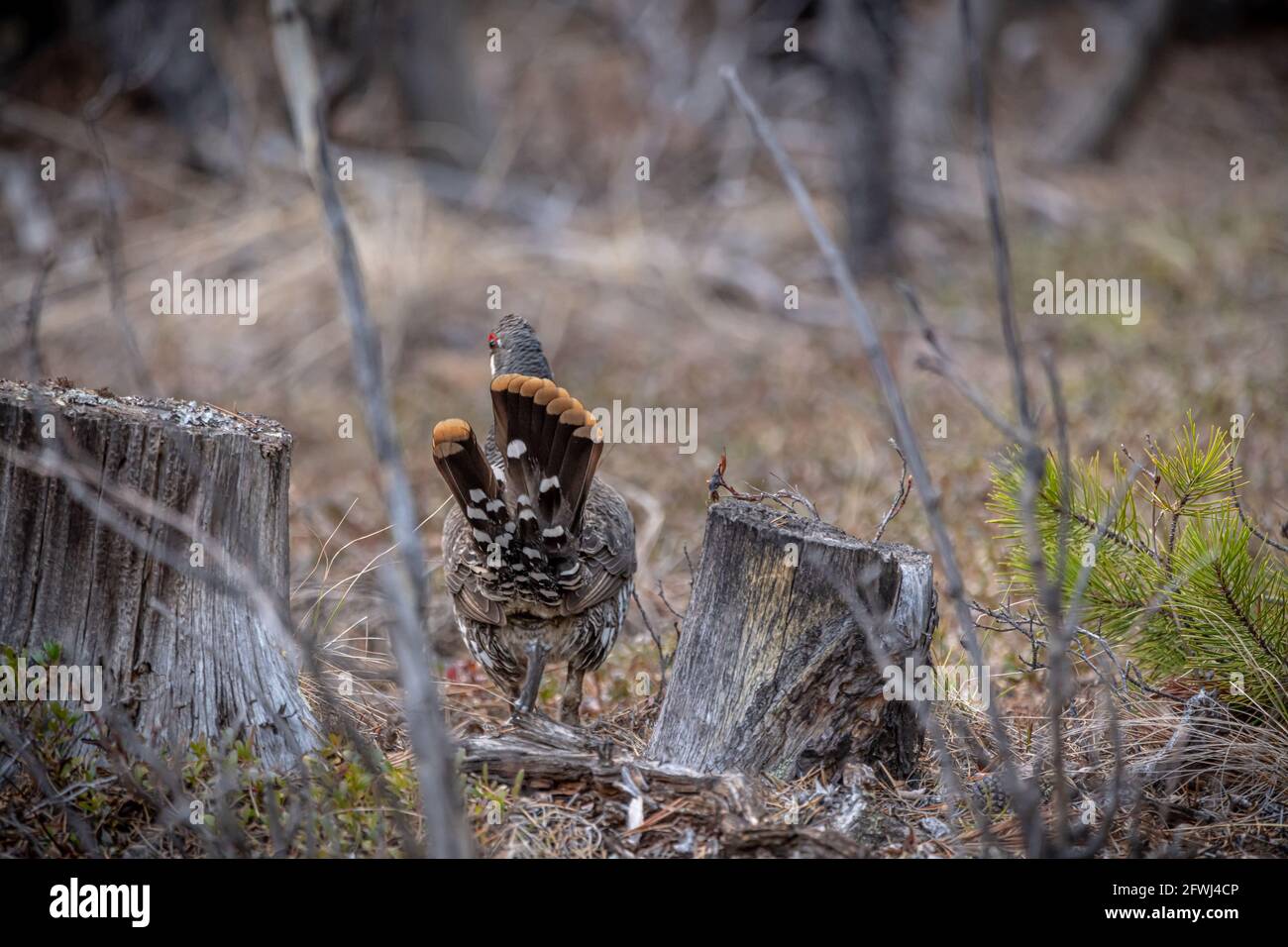 Gesteinsschneehuhn in wilder, natürlicher Umgebung während der Frühjahrszeit im Norden Kanadas mit Schwanz in der Luft, flatternd. Stockfoto