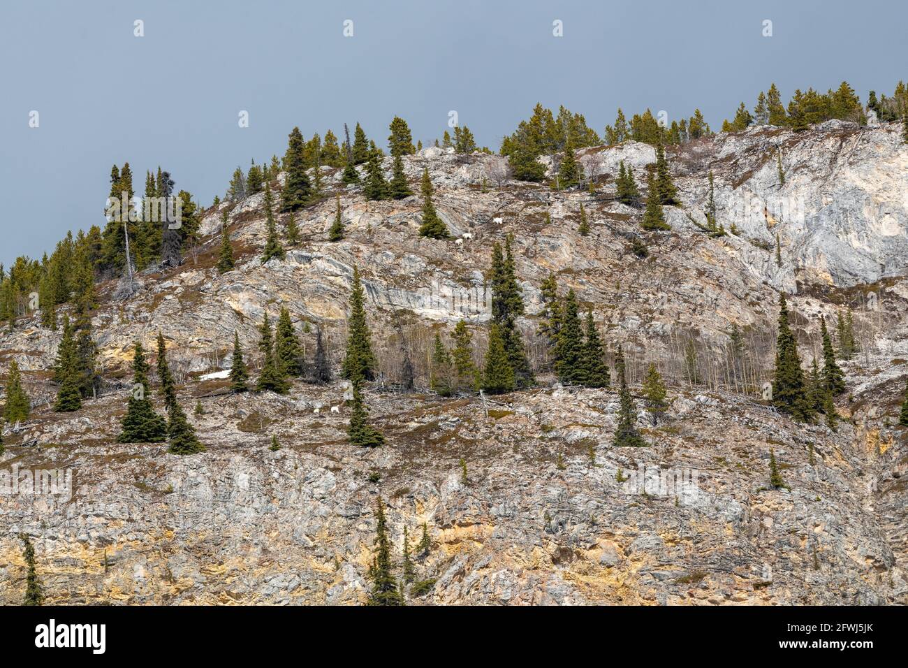 Felswand der Wildnis, Klippe auf der Seite eines Berges im Yukon Territory, Kanada. Wilde Ziegen sind in der Ferne mit weißem, arktischem Fell zu sehen. Stockfoto