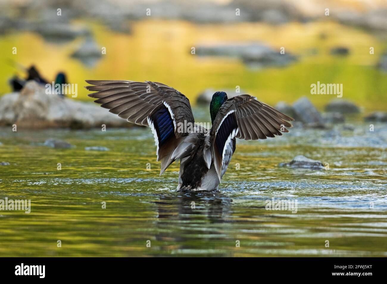 Rückansicht einer männlichen Mallard Duck, Mallard Drake, die ihre Flügel ausbreitet Stockfoto