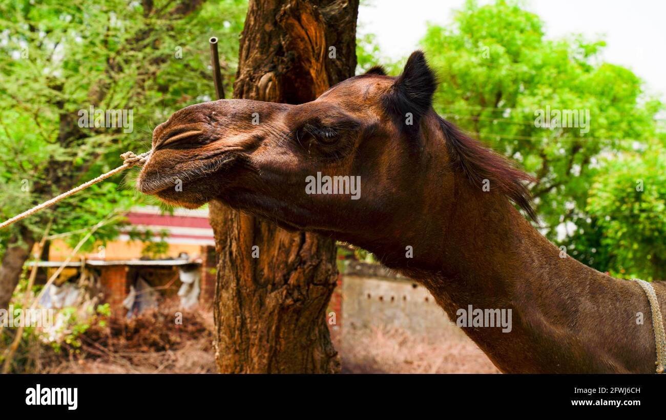 Nahaufnahme eines langen Kamelhalses. Ein Kamel, das am Stamm eines großen Akazienbaums vorbeikommt. Stockfoto