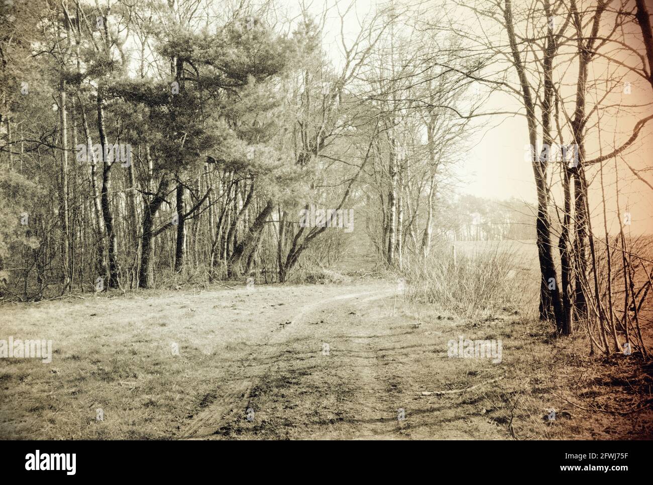 Schwarzweiß-Foto einer Heidelandschaft, das mit einer analogen Kamera erstellt wurde. Der Druck wurde nachbearbeitet, um dem Foto einen nostalgischen Look zu verleihen Stockfoto