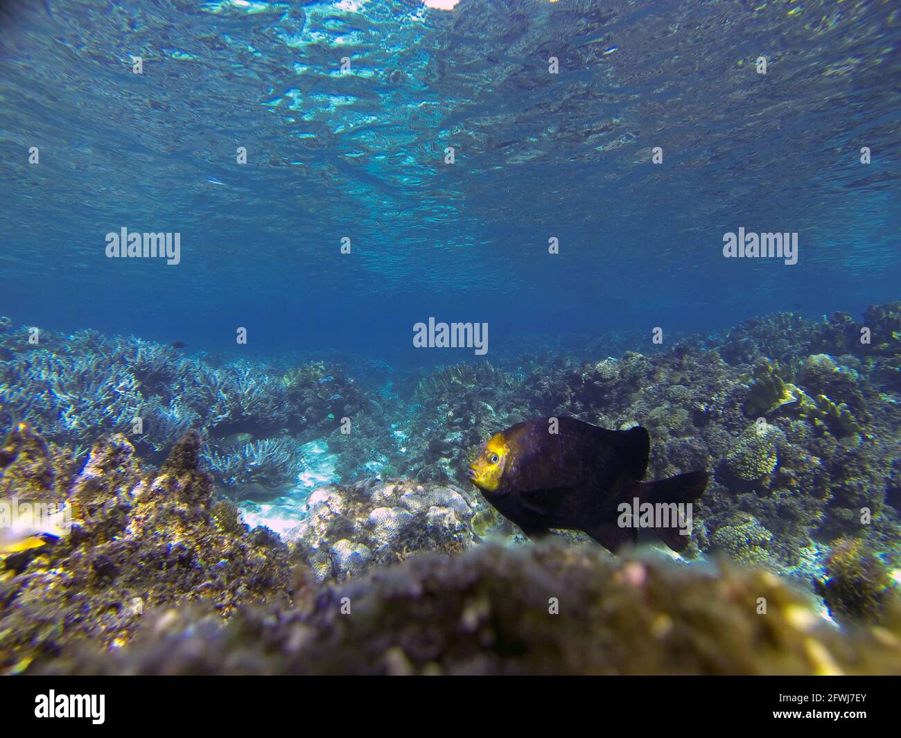 Buchfisch (Parma polylepis), der sein Gebiet gegen alle anderen Fische verteidigt, North Bay Sanctuary Zone, Lord Howe Island, NSW, Australien. Kein MR oder PR Stockfoto
