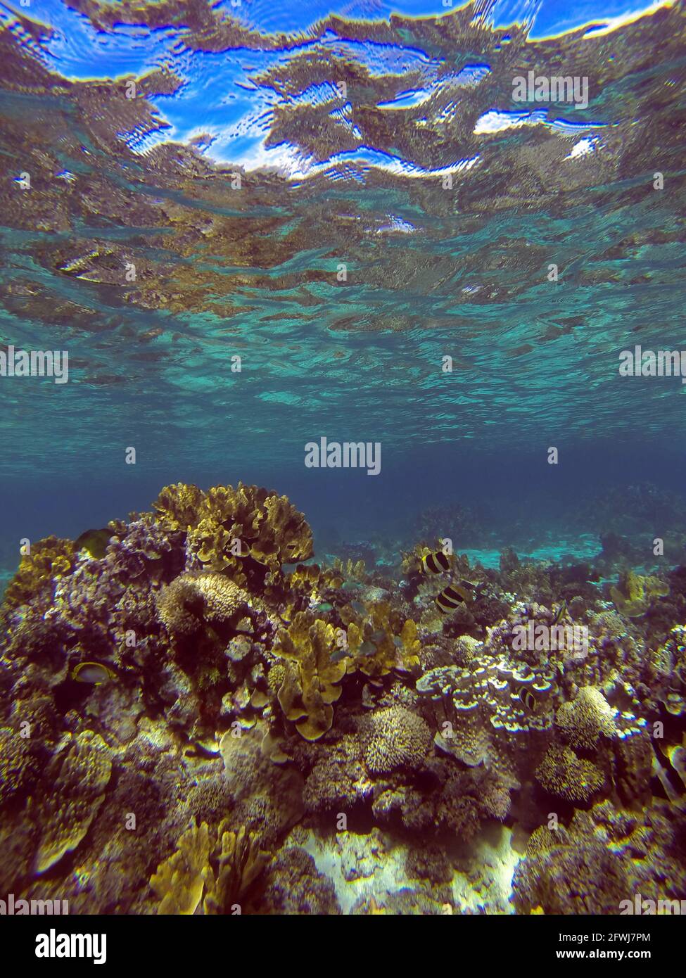 Unterwasserszene mit Fischen und gesunden Korallen, North Bay Sanctuary Zone, Lord Howe Island, NSW, Australien. Kein MR oder PR Stockfoto