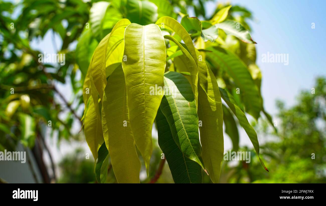 Frische und neu wachsende Mangoblätter. Sonnenstrahlen fallen auf das Mangoblatt. Stockfoto