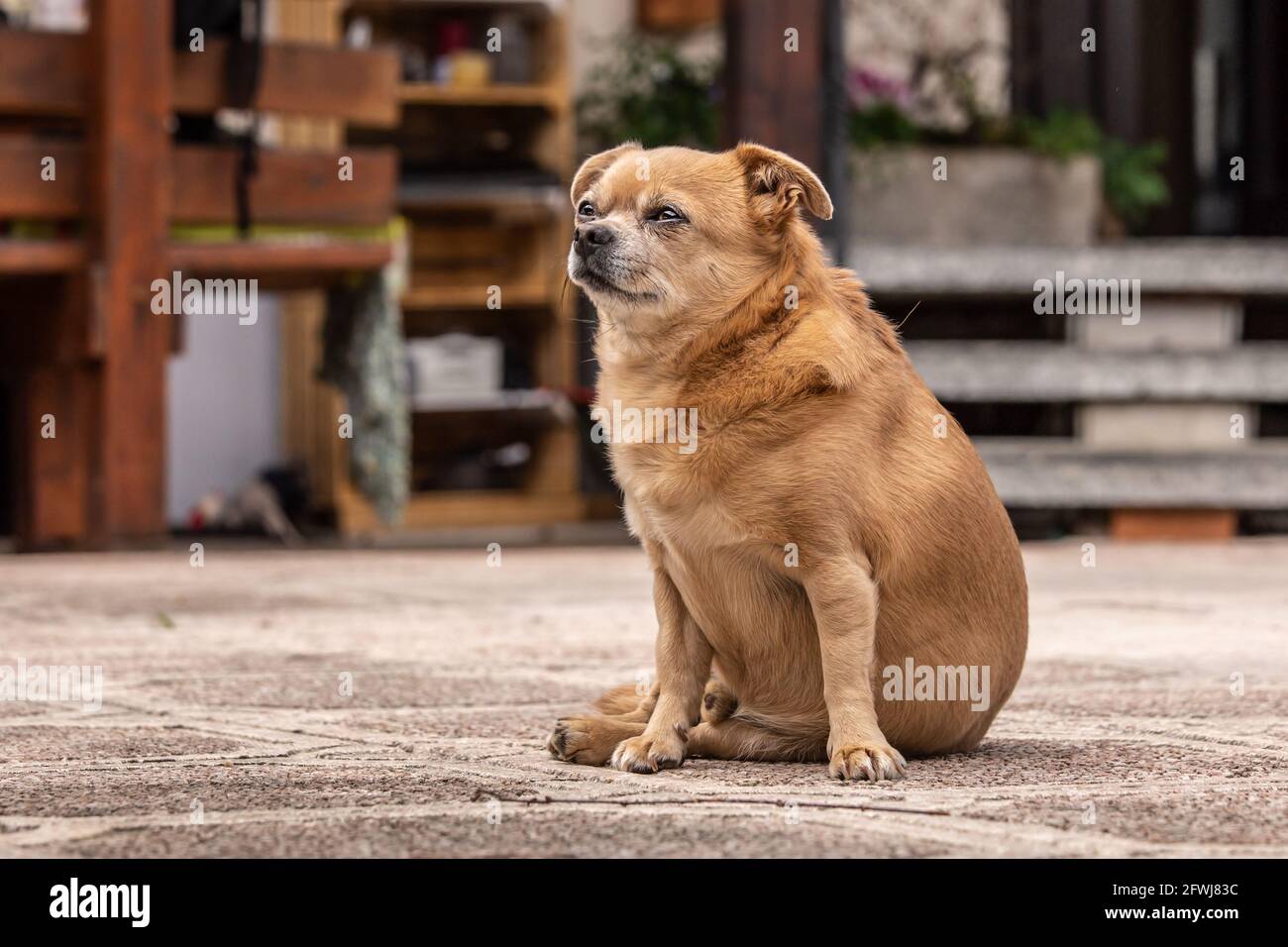 Ein Chihuaha-Mischlingshund sitzt gut Stockfoto