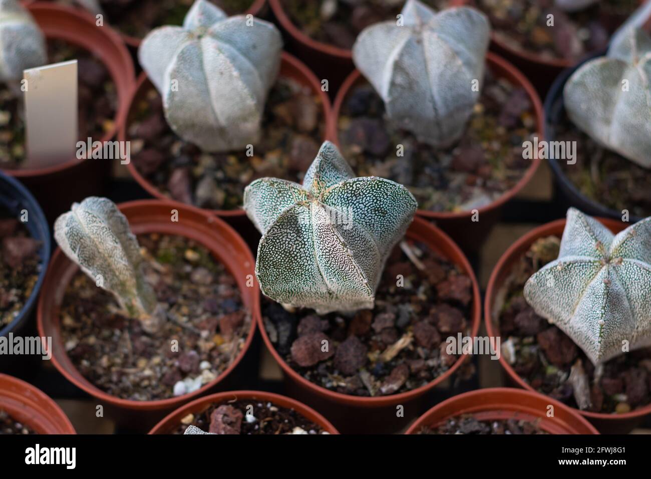 Draufsicht auf kleine braune Töpfe mit kleinen Setzlingen Spezielle Kaktusarten im Inneren Stockfoto