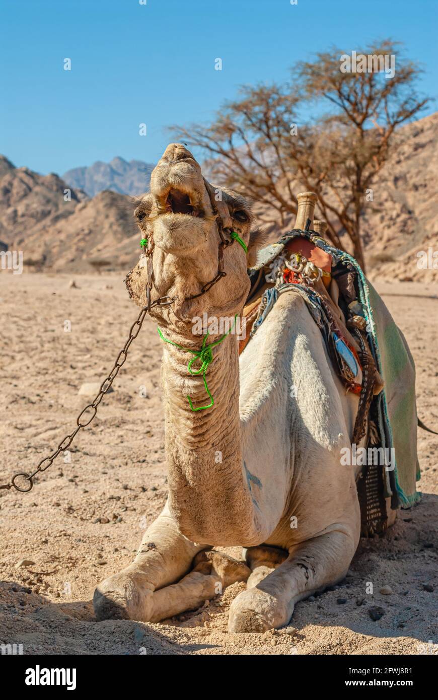Kamel ruht in einer Berglandschaft in der Sinai Wüste, Ägypten Stockfoto
