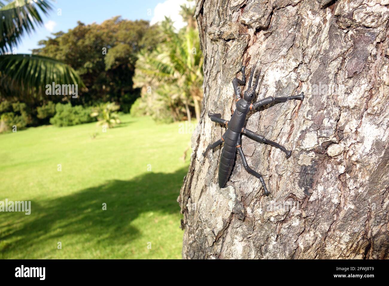 Dryococelus australis -Fotos und -Bildmaterial in hoher Auflösung – Alamy