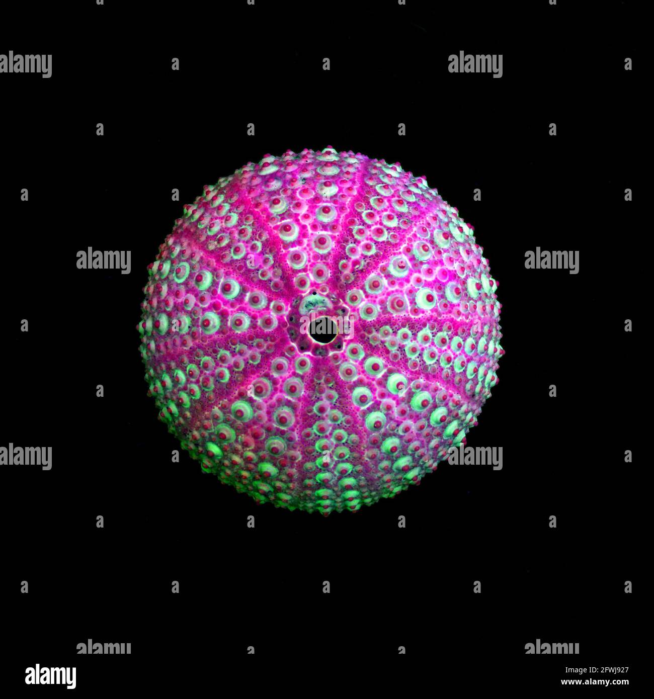 Seeigel Skelett auf schwarzem Hintergrund, gefälschte Farbe Stockfoto
