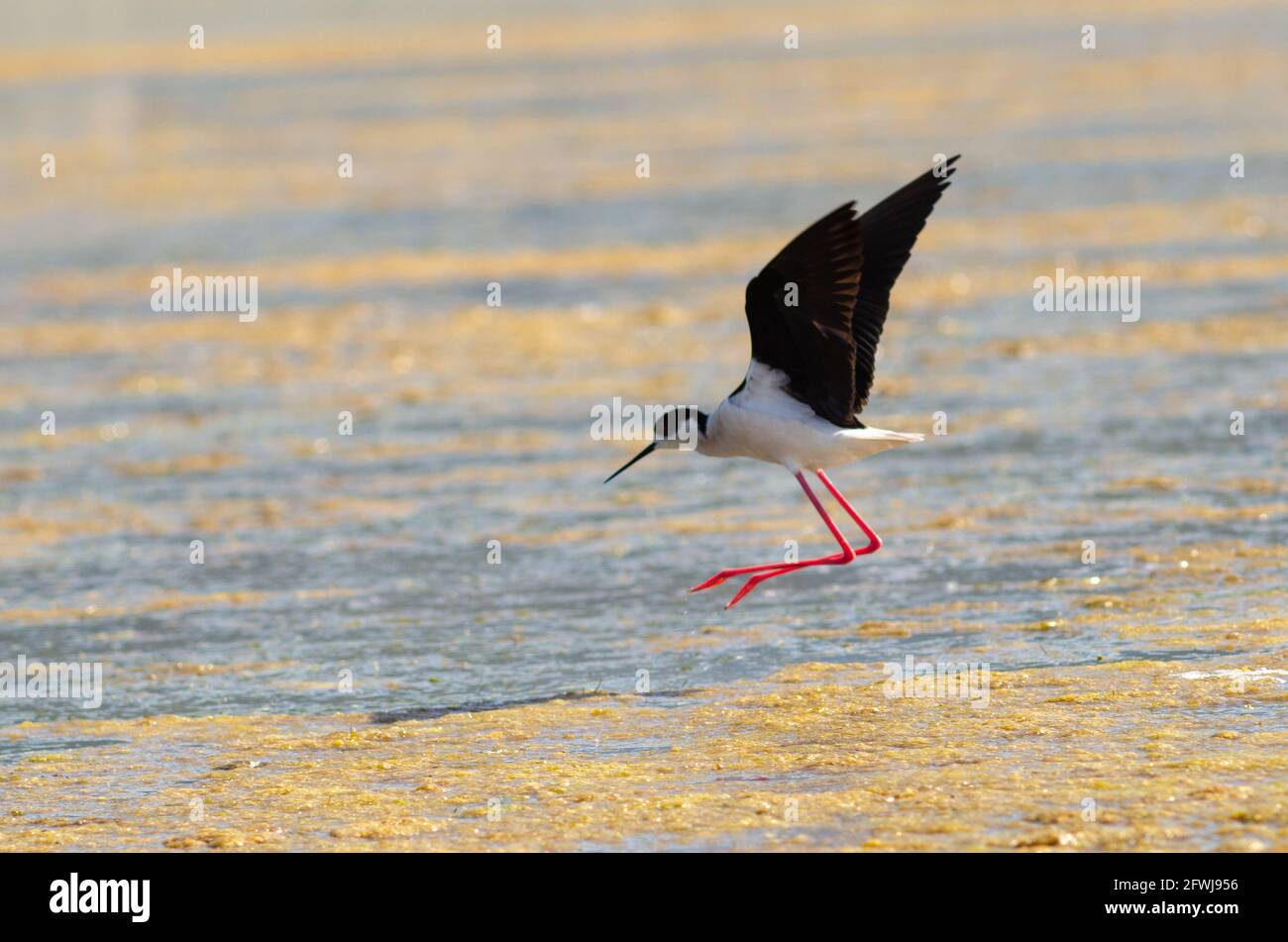 Schwarzflügelstelze flüchten aus den Wassertropfen des Feuchtgebiets Beine Stockfoto