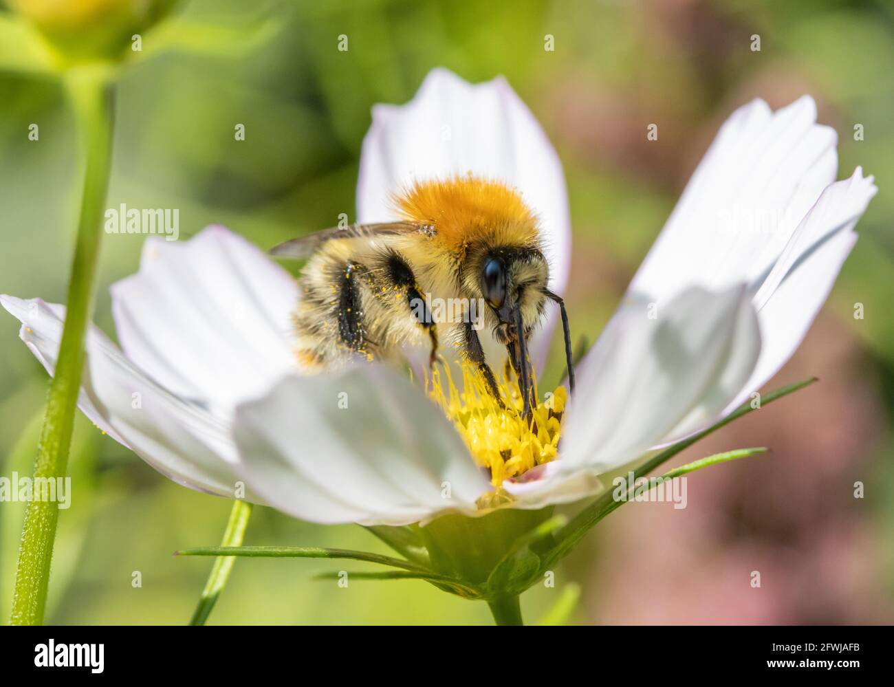 Eine Hummel sammelt Pollen in einer weißen Blume. Eine bescheidene Biene, die an einer Gartenblume arbeitet. Stockfoto