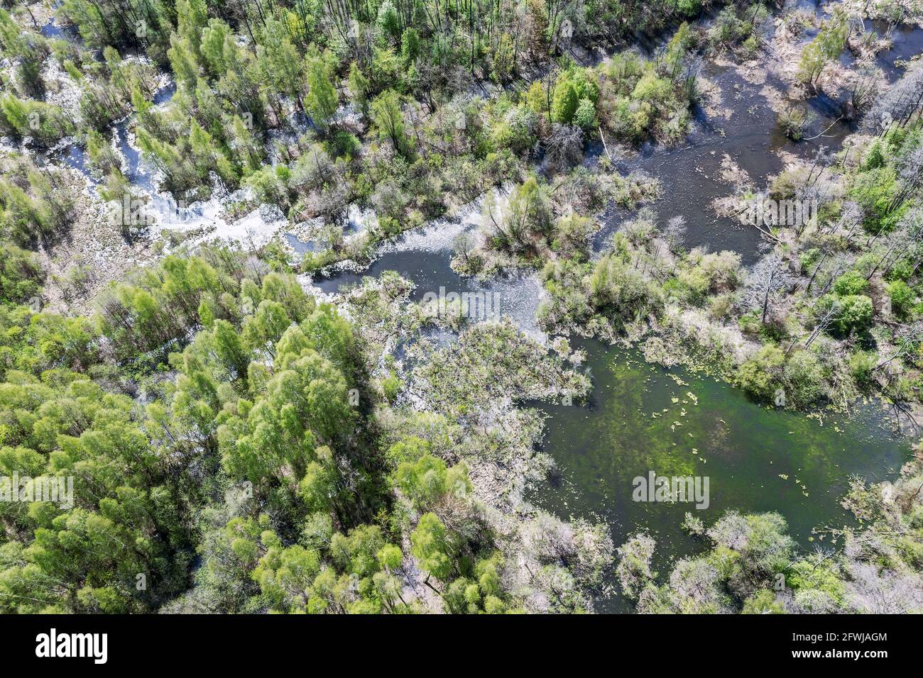 Sumpfgebiet und grüne Waldlandschaft am Frühlingstag. Aus der Vogelperspektive Stockfoto