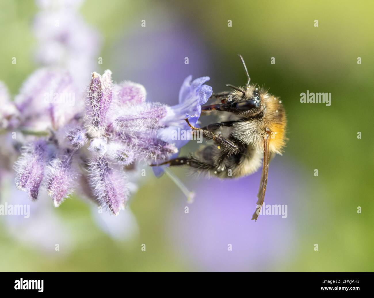 Eine Hummel saugt aus einer lavandula-Blume in einem Garten. Stockfoto