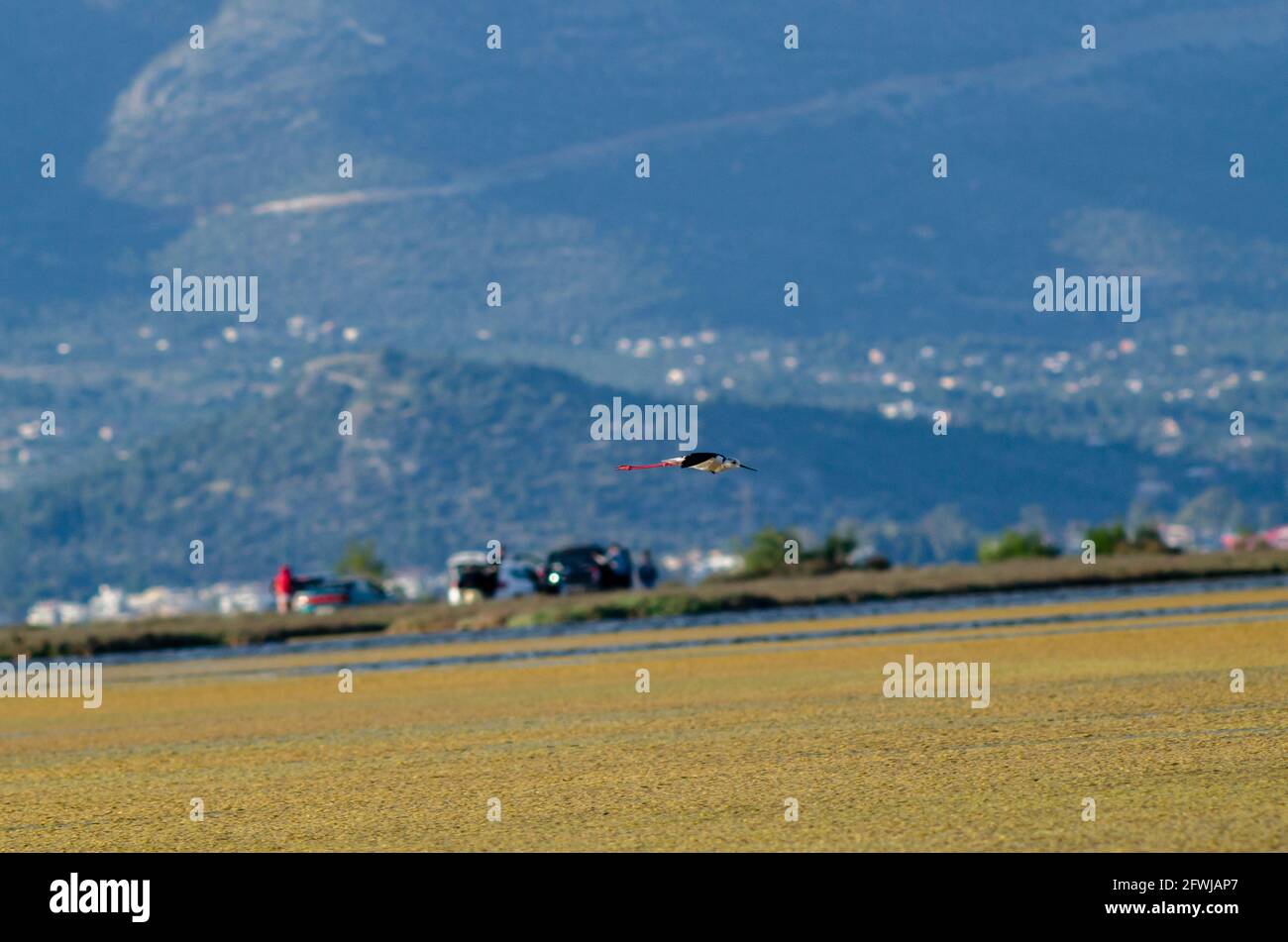 Schwarzflügelstelze fliegen von der Sumpfoberfläche Stockfoto