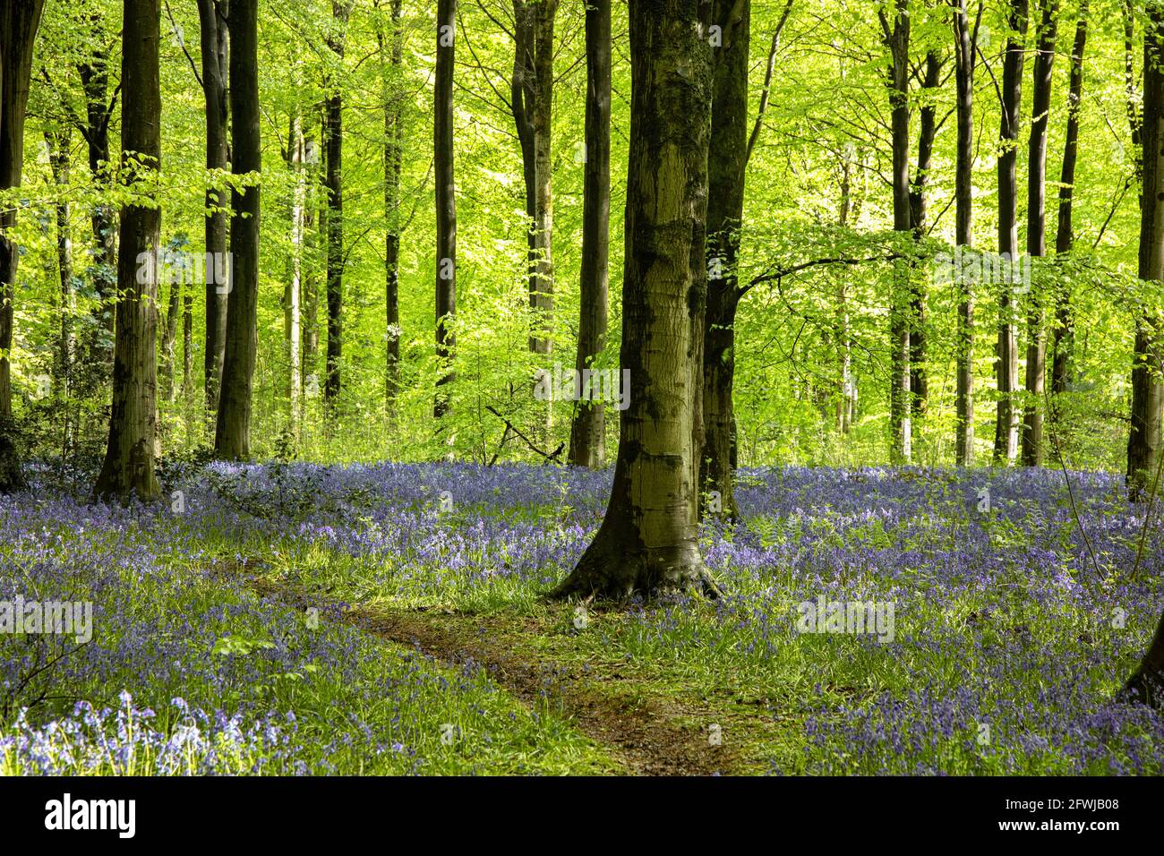 Pfad durch die wilden Bluebells - Hyacinthoides non scripta bei West Woods bluebell wood, Marlborough, Wiltshire, England, Großbritannien Stockfoto