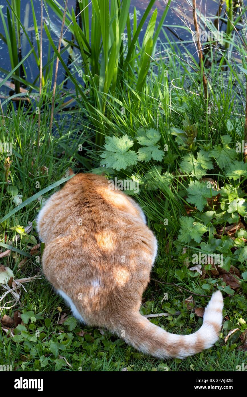 Katze sitzt im gras Fotos und Bildmaterial in hoher Auflösung Alamy