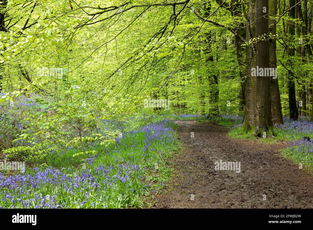 Pfad durch die wilden Bluebells in West Woods Bluebell wood, Marlborough, Wiltshire, England, Großbritannien Stockfoto