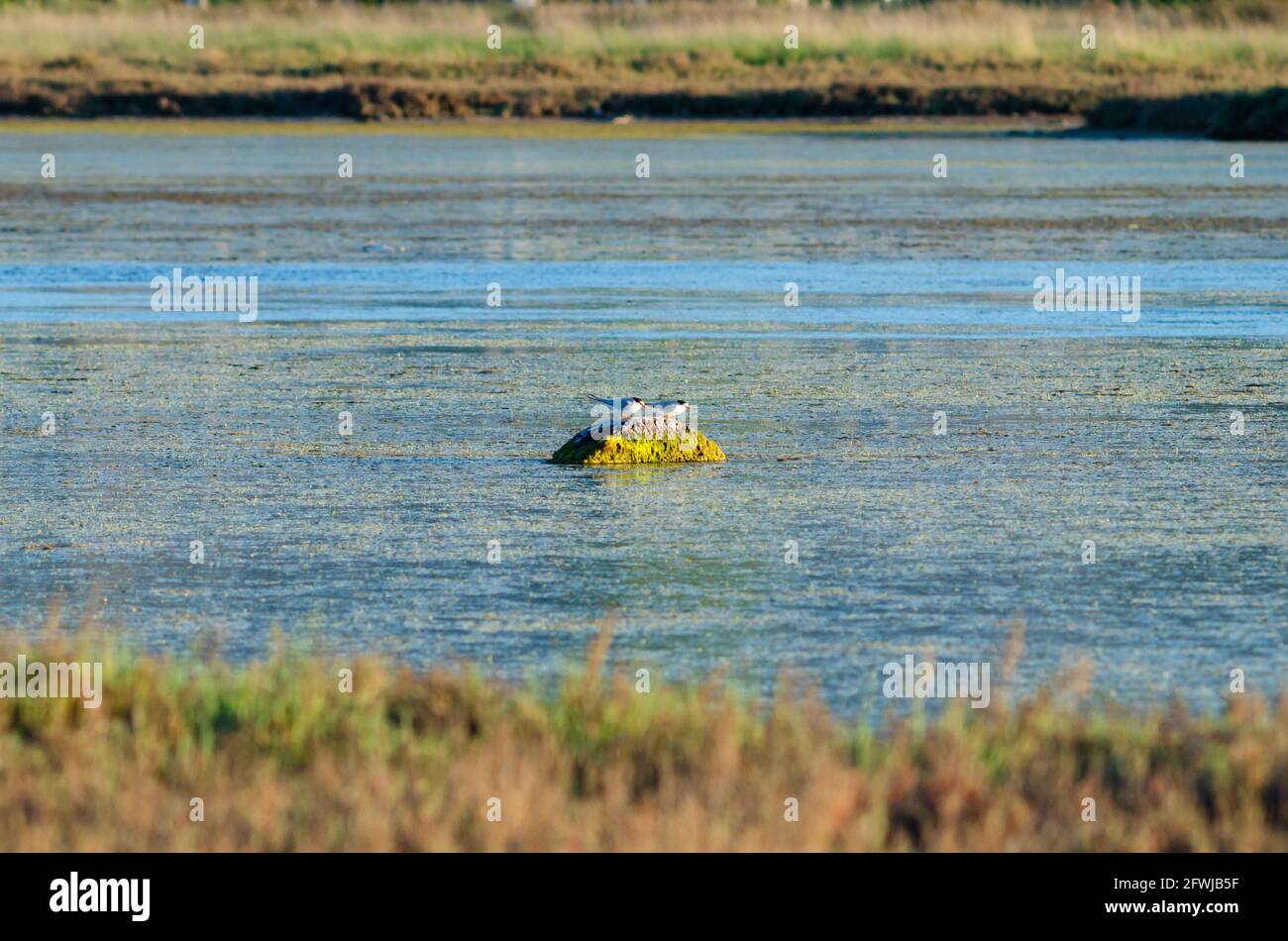 Ein paar westliche Sandpiper Calidris mauri wandern auf der Feuchtgebietsfläche der Lagune Stockfoto