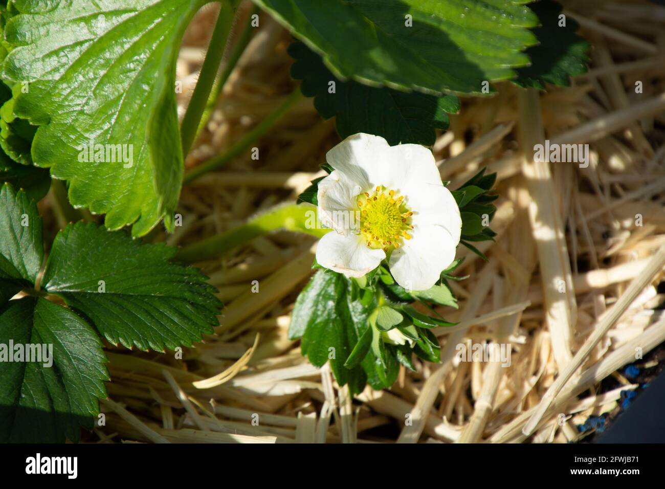 Das Makro der weißen Erdbeerblüte schoss im Mai bei voller Blüte Vor der grünen Erdbeerpflanze Stockfoto