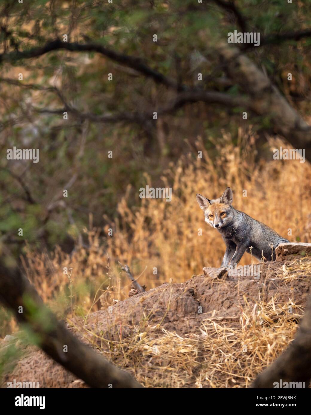 Weißfußfuchs oder Wüstenfuchs auf Felsen bei ranthambore Nationalpark rajasthan indien - Vulpes vulpes pusilla Stockfoto