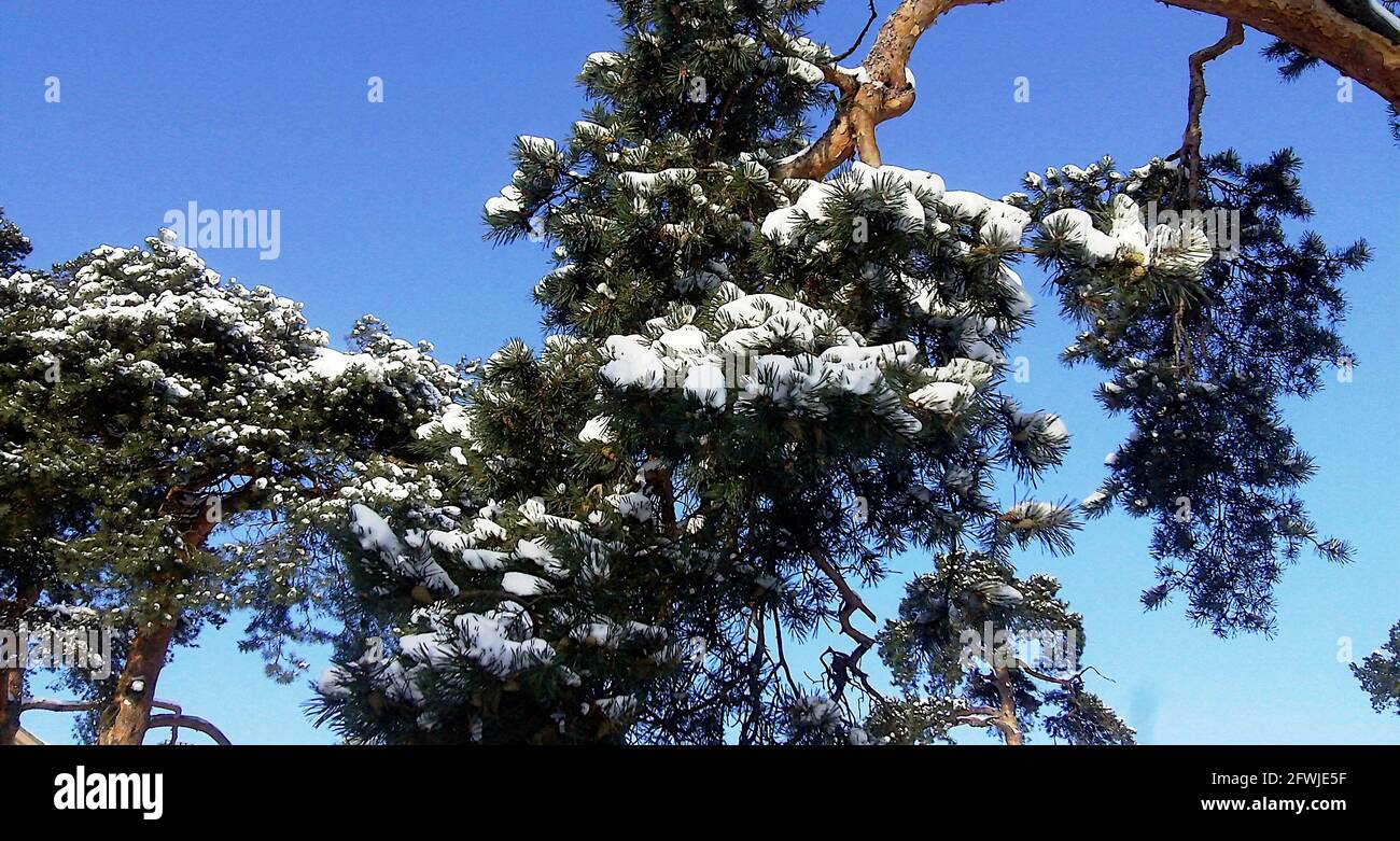 Schöner weißer Schnee auf Kiefernzweigen in Kotka Finnland Stockfoto