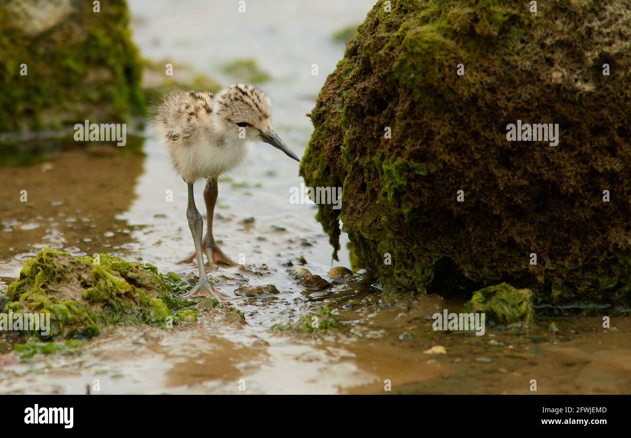 Pied Stilt Küken Jagd nach Würmern in Küstenfelsen und Streamen Stockfoto