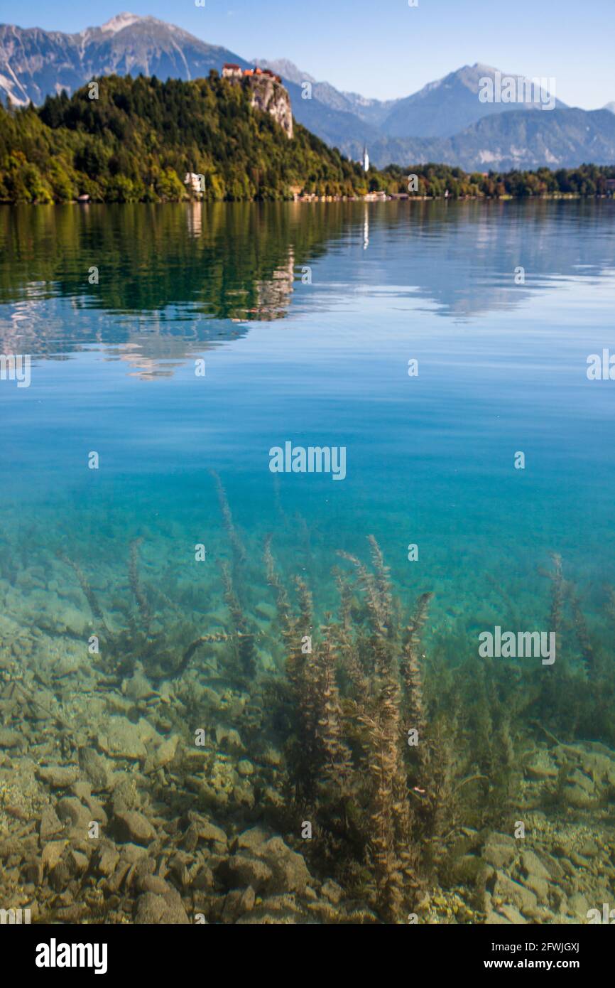 Kristallklares Wasser des Bleder Sees, mit der Burg Bled im Hintergrund. Slowenien Stockfoto