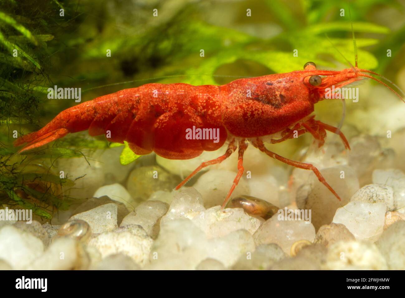Makrofoto eines roten Kirsch-Garnelenhahns (Süßwasser) Stockfoto