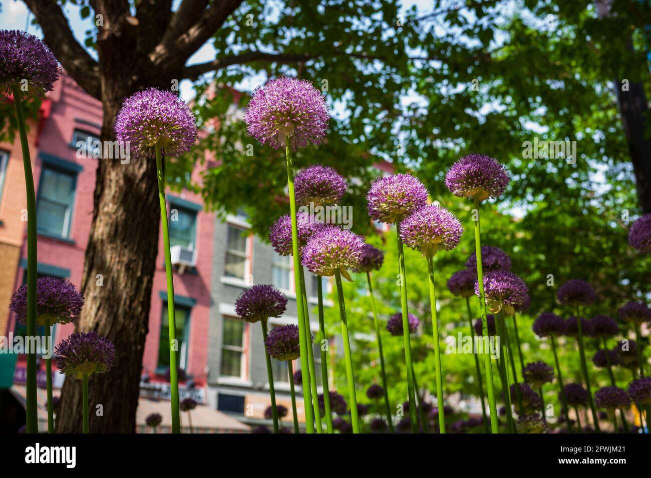 Eine große Gruppe von Allium-Blüten, der violetten Sorte, wächst in einer Blumenkachtel in einem städtischen Gebiet in der Frühjahrssaison an einem sonnigen Tag. Stockfoto